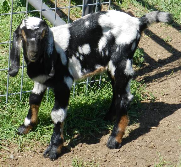 Obadiah, 03/26/12